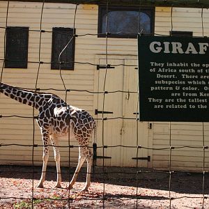 Giraffe