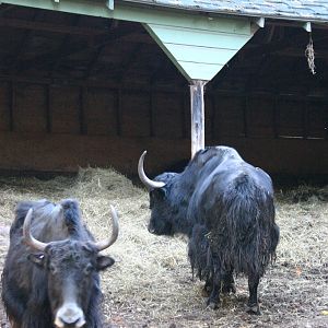 Yak