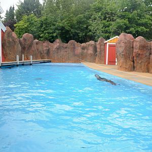 Sealion outdoors at Hansa-Park Sierksdorf