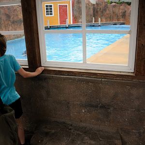 Sealion outdoors viewing at Hansa-Park Sierksdorf