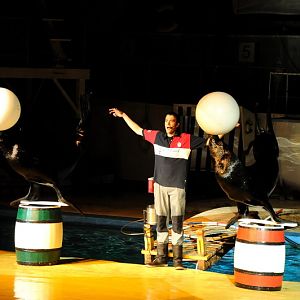 Sealion-show at Hansa-Park Sierksdorf