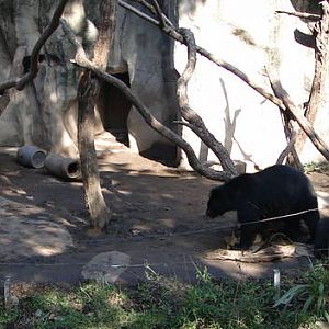 Spectacled Bear Exhibit