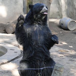 Spectacled Bear