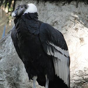Andean Condor
