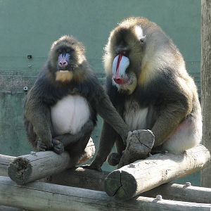 Mandrills