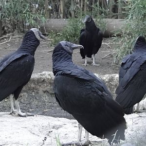 Black Vultures