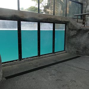 Polar Bear Underwater Viewing