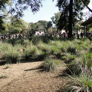 Gray Brocket exhibit