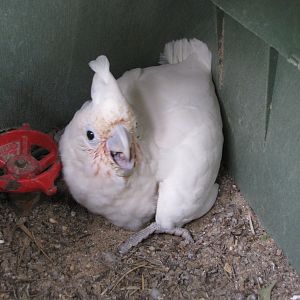 goffin cockatoo chick raised by indian rose ring parakeet
