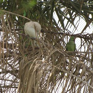 goffin cockatoo chick raised by indian rose ring parakeet
