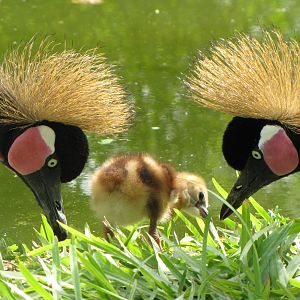 Black cromed crane Family