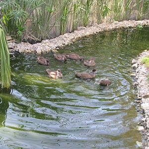 Red crested pochard Ducklings