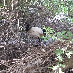 Sacred ibis Nest