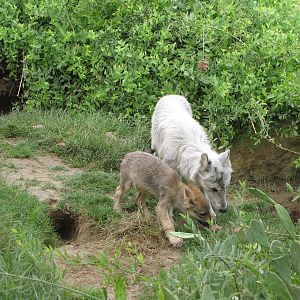 European wolf Family