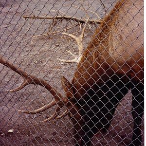 American Elk
