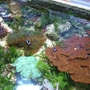 Open-topped Coral Exhibit at Vasco da Gama Aquarium, 25/05/11
