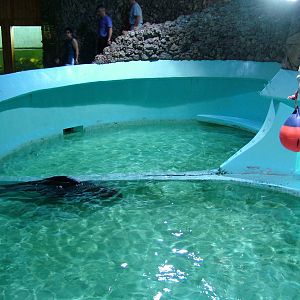 Fur Seal Exhibit at Vasco da Gama Aquarium, 25/05/11