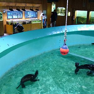 Fur Seal Exhibit at Vasco da Gama Aquarium, 25/05/11