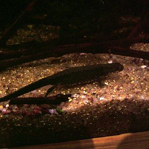Bosca's Newt at Vasco da Gama Aquarium, 25/05/11
