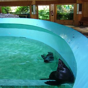 Fur Seal Exhibit at Vasco da Gama Aquarium, 25/05/11