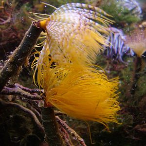 Tube Worms at Vasco da Gama Aquarium, 25/05/11