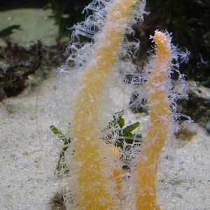Sea Pens at Vasco da Gama Aquarium, 25/05/11