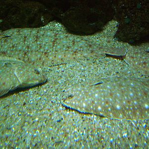 Senegalese Sole at Vasco da Gama Aquarium, 25/05/11