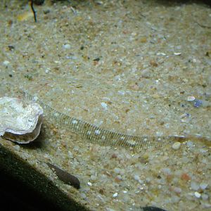 Wide-eyed Flounder at Vasco da Gama Aquarium, 25/05/11