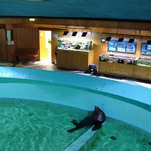 Fur Seal Exhibit at Vasco da Gama Aquarium, 25/05/11