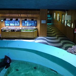 Fur Seal Exhibit at Vasco da Gama Aquarium, 25/05/11