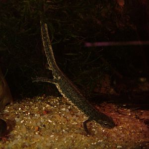 Bosca's Newt at Vasco da Gama Aquarium, 25/05/11