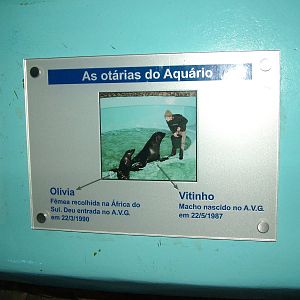 Fur Seal Labelling at Vasco da Gama Aquarium, 25/05/11