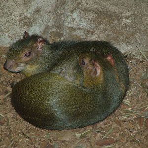 Acouchis at Faunia, 27/05/11