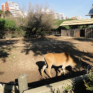 Common Eland exhibit