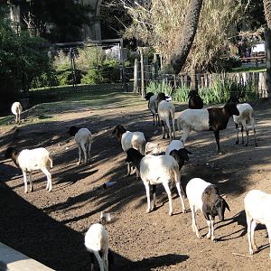 Somali sheep exhibit