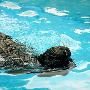 Sealion at Hansa-Park Sierksdorf