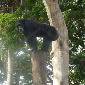 chimpanzee riozoo