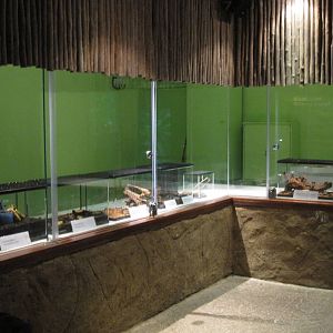 Fragile Forest - Invertebrate display