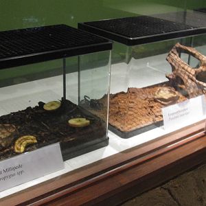 Fragile Forest - Invertebrate display
