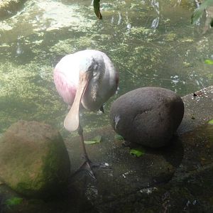 roseate spoonbill riozoo