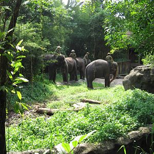 Elephants of Asia
