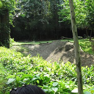 Wild Africa - Cheetah