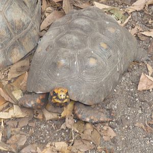 yellow footed tortoise riozoo