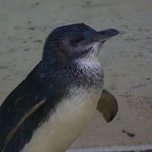 Little blue penguin