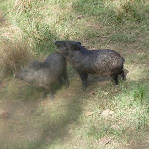 collared peccaries riozo