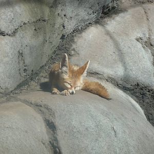 fennec fox  chapultepec zoo