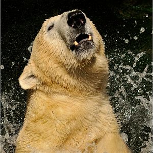 Polarbear at Munich zoo