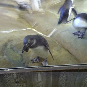 African Penguin