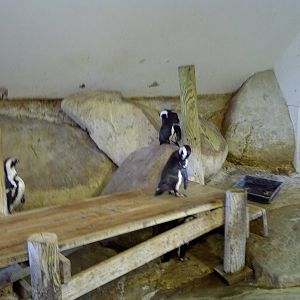 Penguin