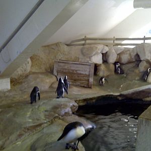 Penguin Enclosure